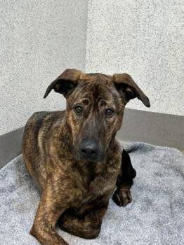 Champurrado -  Hound and Mixed Breed Dog for Adoption in Roseville, California - Champurrado | PetCurious
