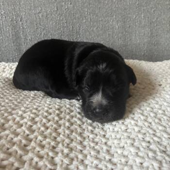 Briar -  Labrador Retriever and Mixed Breed Dog for Adoption - Briar | PetCurious