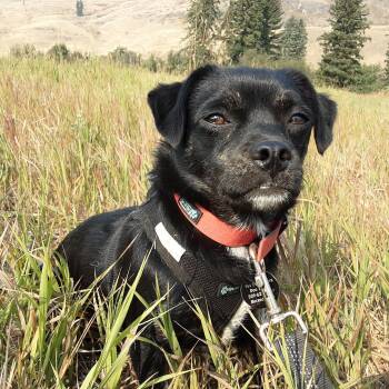 Pollen -  Miniature Dachshund Dog for Adoption in Oroville, Washington - Pollen | PetCurious