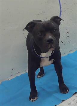 MARCO -  Staffordshire Bull Terrier and Mixed Breed Dog for Adoption in Houston, Texas - MARCO | PetCurious