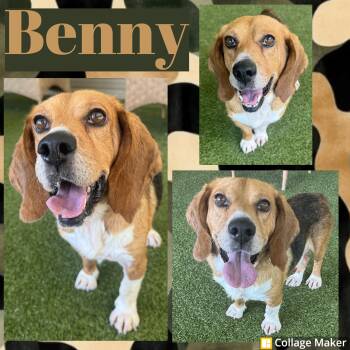 Benny -  Beagle Dog for Adoption in Clearfield, Pennsylvania - Benny | PetCurious