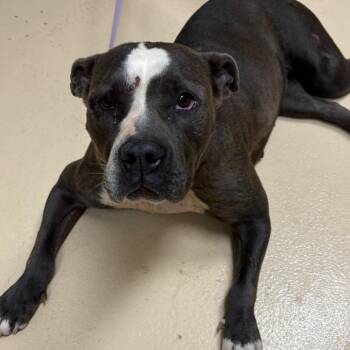 Chancey -  Mixed Breed Dog for Adoption in Winston-salem, North Carolina - Chancey | PetCurious