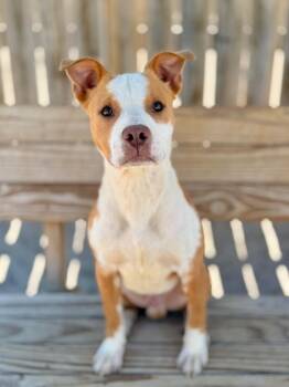 Mixed Breed Dogs Available for Adoption in Muskegon, Michigan - Jango | PetCurious