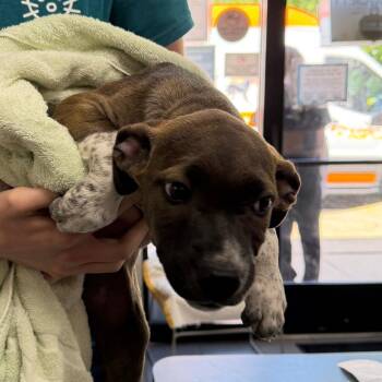 Sandy -  Mixed Breed Dog for Adoption in Walker, Michigan - Sandy | PetCurious