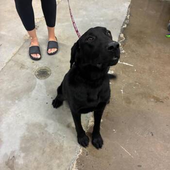 Bristol -  Black Labrador Retriever Dog for Adoption in Corbin, Kentucky - Bristol | PetCurious