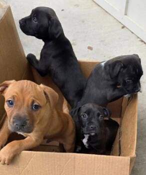 Mixed Breed Dogs Available for Adoption - Wormfist | PetCurious