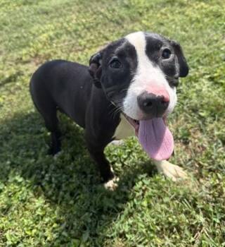 Pit Bull Terrier and Mixed Breed Dogs Available for Adoption - Suki | PetCurious