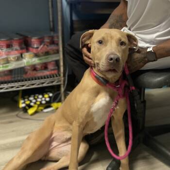 Rescue Terrier and Labrador Retriever Dogs for Adoption in St. Louis, Missouri - Bruin | PetCurious