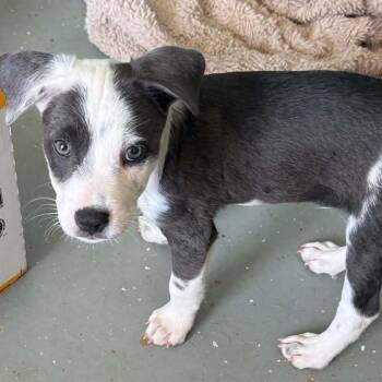 Patch -  Mixed Breed Dog for Adoption in Isabela, Isabela - Patch | PetCurious