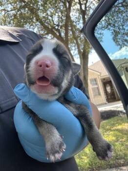 Rescue Labrador Retriever and Mixed Breed Dogs for Adoption in Houston, Texas - A644604 | PetCurious