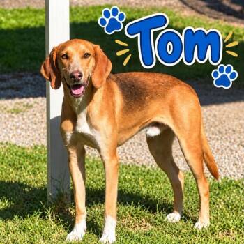 TomFoolery -  Coonhound Dog for Adoption in Savannah, Georgia - TomFoolery | PetCurious
