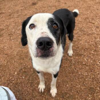 Lucky -  Mixed Breed Dog for Adoption in Kerrville, Texas - Lucky | PetCurious