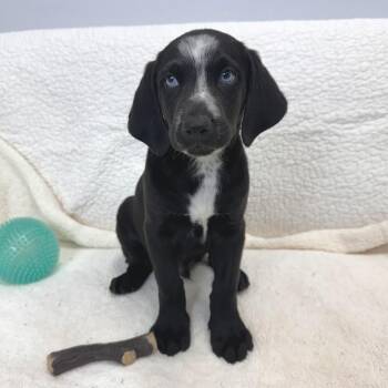 Spudnut -  Mixed Breed Dog for Adoption in Park City, Utah - Spudnut | PetCurious