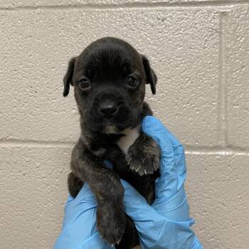 Doom -  Mastiff and Mixed Breed Dog for Adoption in Birmingham, Alabama - Doom | PetCurious