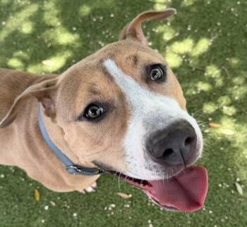 Rhiannon -  Mixed Breed and Pit Bull Terrier Dog for Adoption in Austin, Texas - Rhiannon | PetCurious