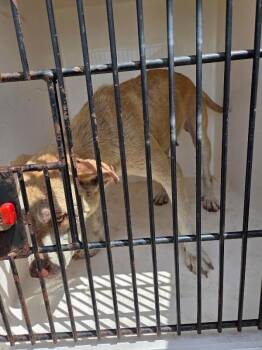 Marla -  Mixed Breed Dog for Adoption in Mobile, Alabama - Marla | PetCurious