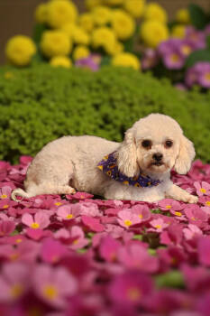 Rescue Miniature Poodle Dogs for Adoption in Madera, California - Skye Aka "Bebita" | PetCurious