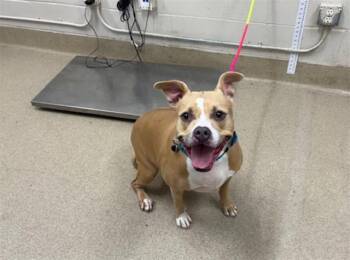 Rescue American Staffordshire Terrier and Mixed Breed Dogs for Adoption in Grand Prairie, Texas - TRINITY | PetCurious