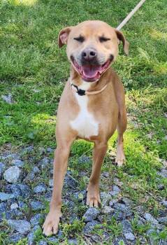 Pit Bull Terrier Dogs Available for Adoption in Wetumpka, Alabama - 260482  Aurora | PetCurious