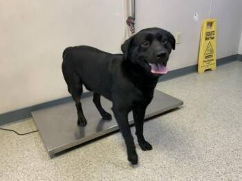 Labrador Retriever and Mixed Breed Dogs Available for Adoption - A251935 | PetCurious