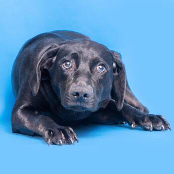 Shyla -  Mixed Breed Dog for Adoption in Franklin, Tennessee - Shyla | PetCurious
