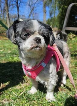 Shih Tzu Dogs Available for Adoption in Annapolis, Maryland - Kaisey (with Rex) | PetCurious