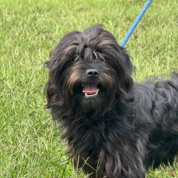 Fraggle -  Shih Poo Dog for Adoption in Meherrin, Virginia - Fraggle | PetCurious