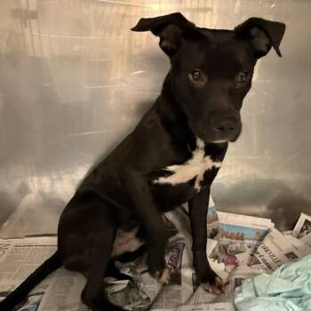 Hawk - 071002U -  Labrador Retriever and Mixed Breed Dog for Adoption in Tupelo, Mississippi - Hawk - 071002U | PetCurious