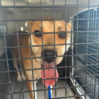 Maggie -  Terrier and Mixed Breed Dog for Adoption in Montgomery, Alabama - Maggie | PetCurious
