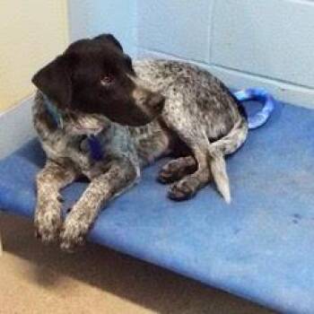 Kelpie -  Australian Cattle Dog Blue Heeler Dog for Adoption in Green Valley, Arizona - Kelpie | PetCurious
