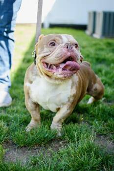 American Bulldog Dogs Available for Adoption in Frankfort, New York - Unc | PetCurious