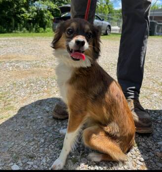 Pixie cs -  Australian Shepherd Dog for Adoption in Columbia, Maryland - Pixie Cs | PetCurious