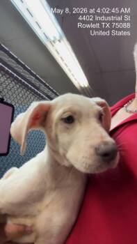 Dogo Argentino and Border Collie Dogs Available for Adoption in Rowlett, Texas - Ava Gardner | PetCurious