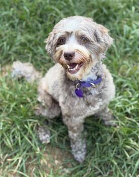 Kahlua -  Havanese Dog for Adoption in Sandy Springs, Georgia - Kahlua | PetCurious