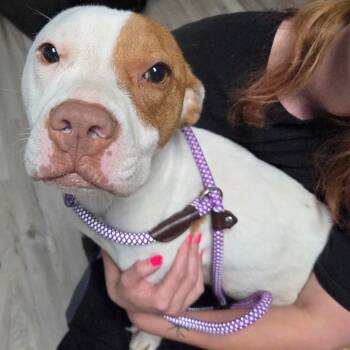 Rescue Pit Bull Terrier Dogs for Adoption in St. Louis, Missouri - GloRilla | PetCurious