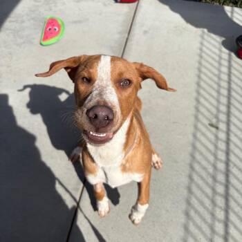 Catahoula Leopard Dog and Hound Dogs Available for Adoption - Wii | PetCurious