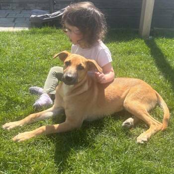 Labrador Retriever and German Shepherd Dog Dogs Available for Adoption in Columbia, Maryland - Maxie | PetCurious