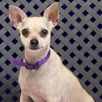 Rescue Chihuahua Dogs for Adoption in Fort Davis, Texas - Pigeon | PetCurious