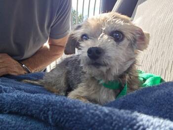 Rescue Yorkie Poo Dogs for Adoption in Greenville, South Carolina - Tiny | PetCurious