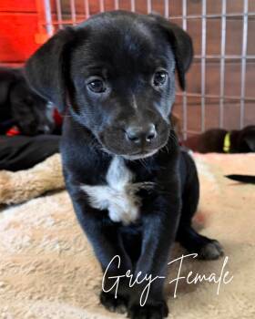 Loretta -  Black Labrador Retriever and Australian Cattle Dog Blue Heeler Dog for Adoption in Herald, California - Loretta | PetCurious
