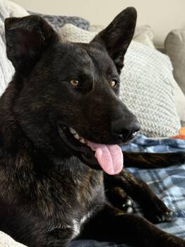Sherman -  Shepherd Dog for Adoption in Lincoln, Nebraska - Sherman | PetCurious