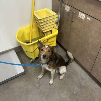 Rescue Cattle Dog and Jack Russell Terrier Dogs for Adoption in Ottawa, Kansas - Grizzly | PetCurious