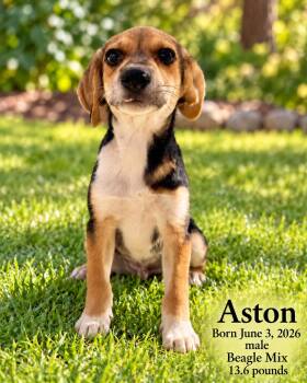 ASTON - 4 MONTH MALE BEAGLE MIX - PETCO, 5011 E. RAY ROAD, PHX 8 -  Beagle Dog for Adoption in Mesa, Arizona - ASTON - 4 MONTH MALE BEAGLE MIX - PETCO, 5011 E. RAY ROAD, PHX 8 | PetCurious