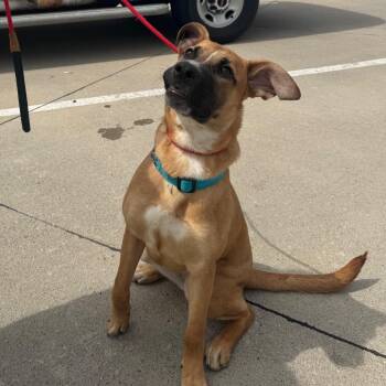 Mixed Breed Dogs Available for Adoption in Milford, Iowa - Ember | PetCurious