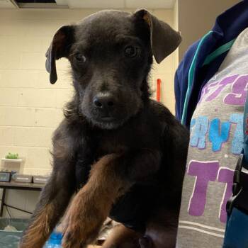 Mixed Breed Dogs Available for Adoption in Memphis, Tennessee - Deputy | PetCurious