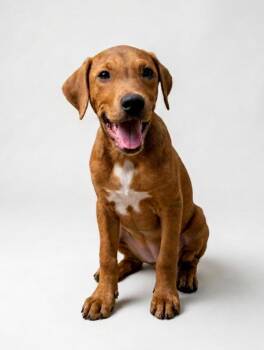 Cortado -  Hound and Mixed Breed Dog for Adoption in Hudson, New York - Cortado | PetCurious