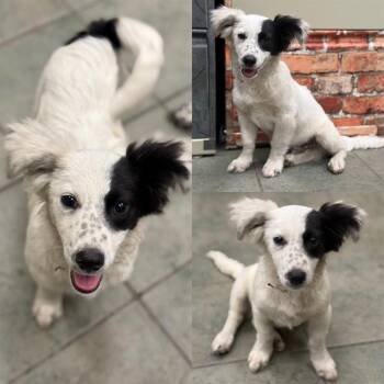 Dachshund Dogs Available for Adoption in San Antonio, Texas - ALVIN | PetCurious