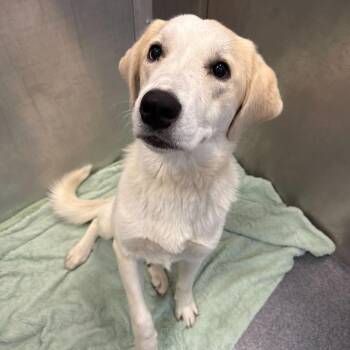 Great Pyrenees Dogs Available for Adoption in New York, New York - Edith | PetCurious
