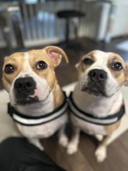 Penny and Piper -  American Staffordshire Terrier Dog for Adoption in Roswell, Georgia - Penny And Piper | PetCurious