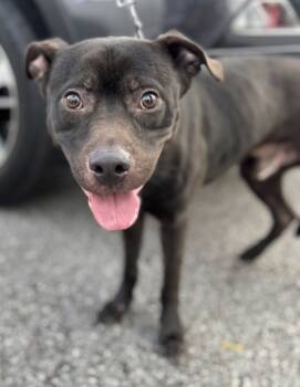 Rescue Mixed Breed Dogs for Adoption in Chamblee, Georgia - Chocky | PetCurious